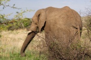 elephant (8)
